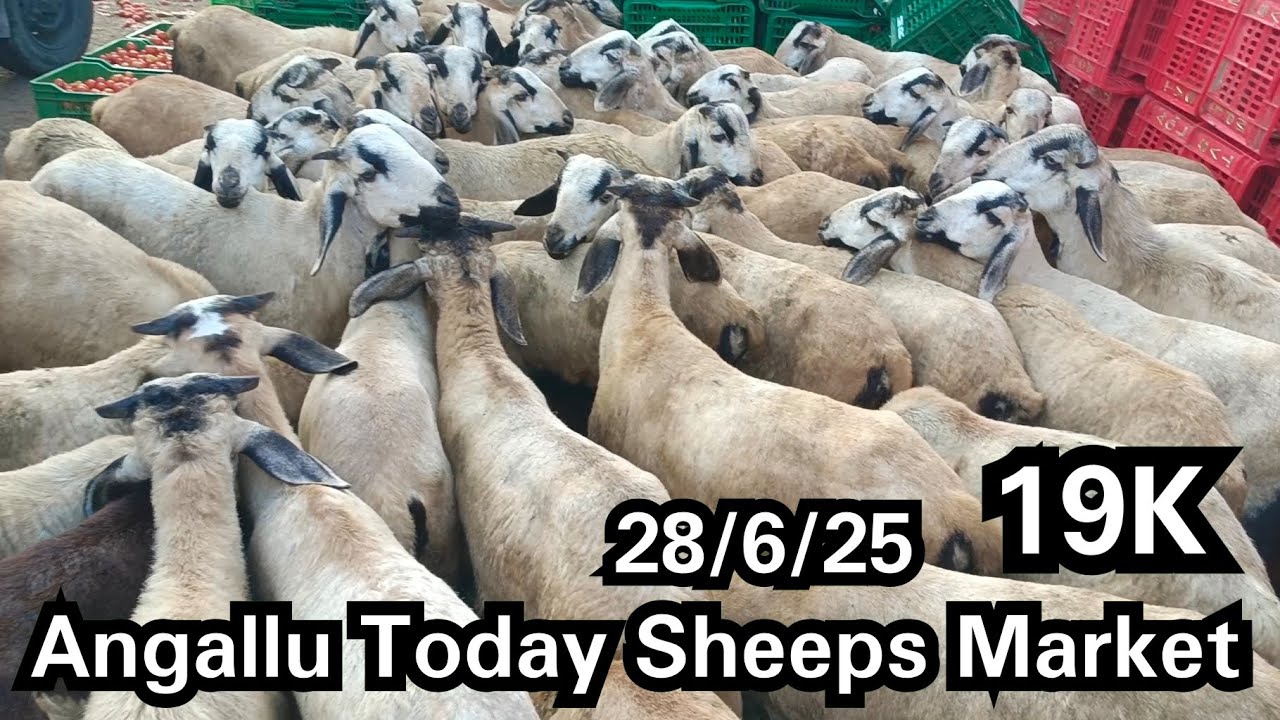Angallu Today Sheeps Market 🐏🐏🐐🐐🐑🐑 - YouTube