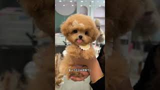 The furry kid who is going to Suzhou, Jiangsu Province is so cute with his tongue sticking out. Dai