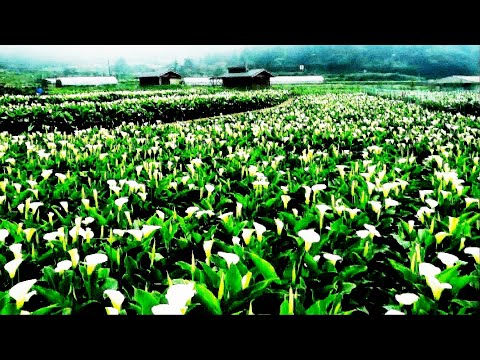 2022竹子湖海芋季，花已盛開了！3/18登場！2022 Bamboo Lake Calla Lily Season