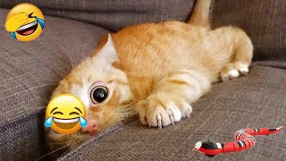 YOU LAUGH YOU LOSE🤣Best Funny Animals Video 2024😻🐶Part 8