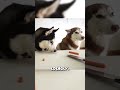 Этот хаски удивил хозяина своим поступком #shorts