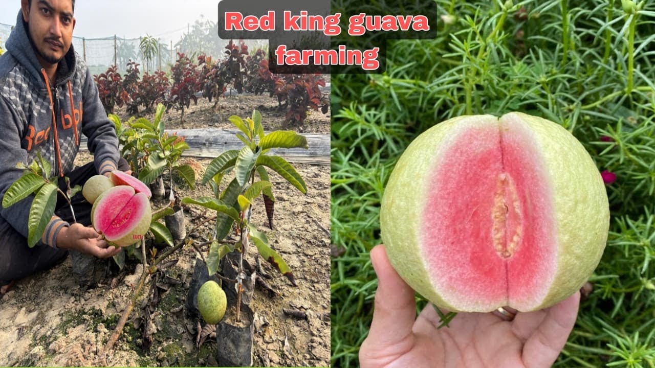 Red king guava plant / red king guava plant prices / Red king guava farming / 
