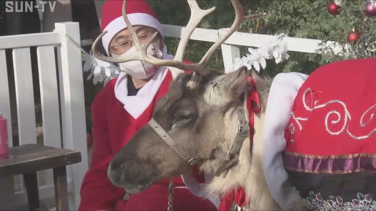 クリスマスに大活躍 神戸どうぶつ王国で「トナカイと記念撮影」 - サン
