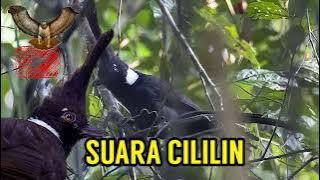 SUARA CILILIN gacor panjang durasi 1 jam tanpa jeda