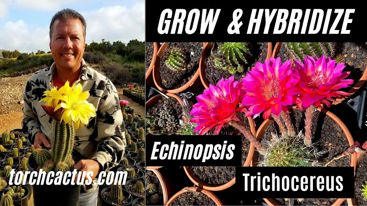 Grow Hybrid Cactus (Brent Wigand, an Interview) to...