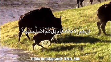 ادريس ابكر من سورة الفرقان
