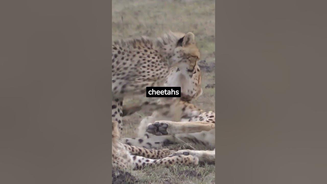 Which big cat does not roar shorts youtube