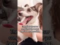 Senior dogs are stoic in ways that will genuinely break your heart once you know what to look for