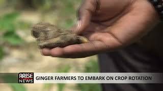 NIGERIA'S GLOBAL GINGER POSITION THREATENED