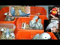 Sun Conoure Grey Parrot Lory RingNeck Raw Parrot Babies