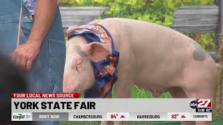Porkchop Revue comes to York State Fair