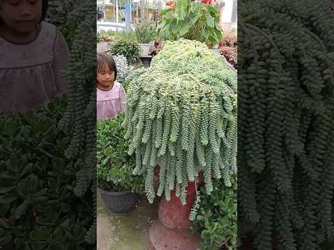 Videó: Burro's Tail szobanövény: A Burro's Tail kaktusz termesztése és gondozása