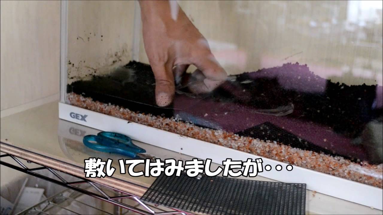 大失敗 W ４５センチ水槽立ち上げ Youtube