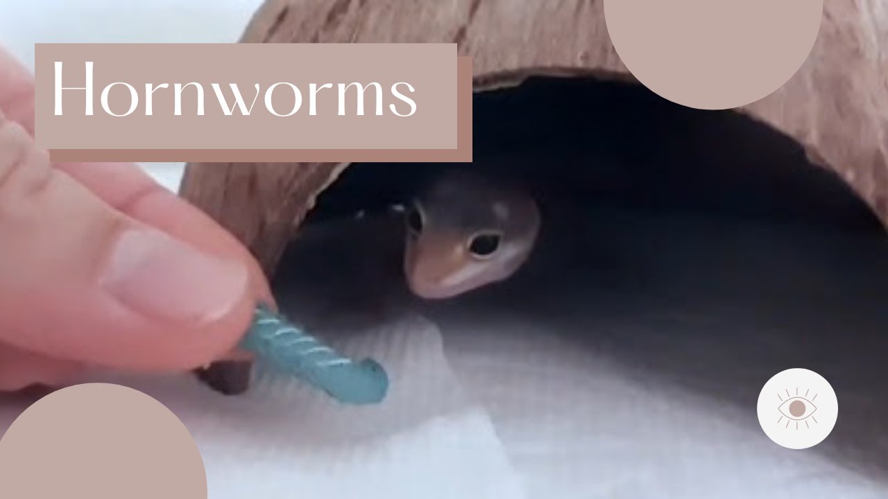 Baby Gecko Eats Hornworms and Calciworms! YouTube