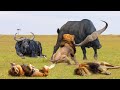 Most Classic Battle Of Buffalo Vs Lion - Death Battle Never Seen Of Buffalo Vs Lions