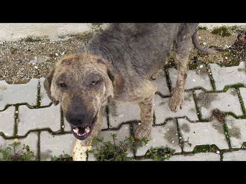 Video: Bir köpek için bir göz çürüğü nasıl bakım