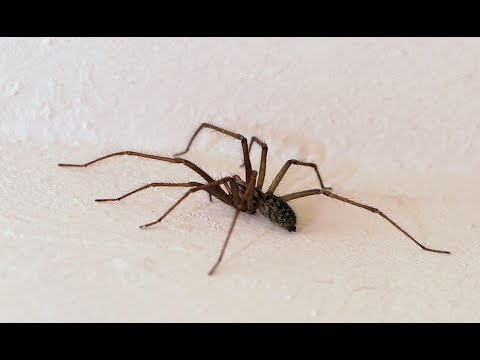 Video: Proč Nemůžete Zabít Pavouky