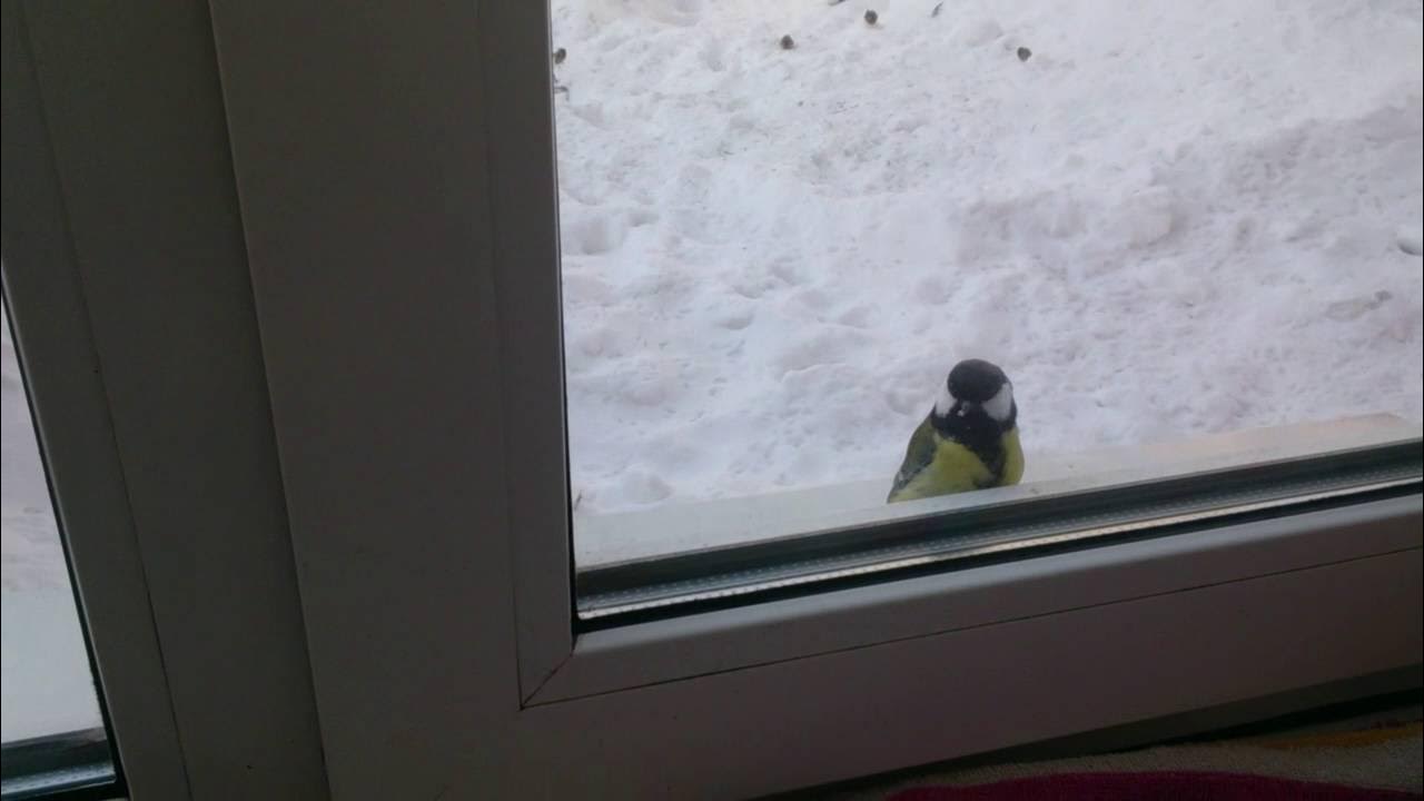 Почему стучат в окно. Птички за окном зимой. Синица на подоконнике. Птички на окна. Синичка за окном.