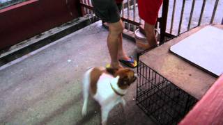 Naughty Laughing Again Jack Russell