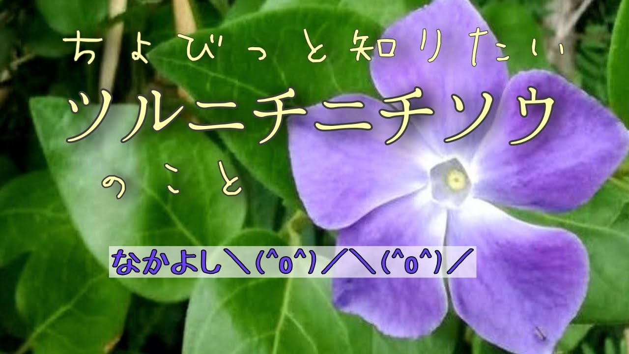 自然vlog＃33】ツルニチニチソウ〜春の紫〜 - YouTube