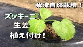 ズッキニーと生姜の植え付け！ [3.28/我流自然栽培]