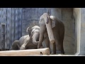 仲良しアジアゾウ　ヴィドゥラとアマラ