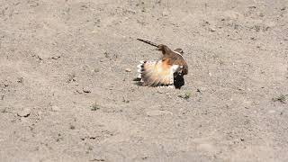 Killdeer broken wing act