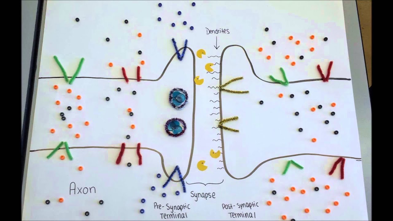 Lights, Camera, Action Potential! YouTube