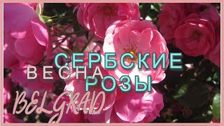 Бесплатная опора для роз. Весенний сад в Сербии