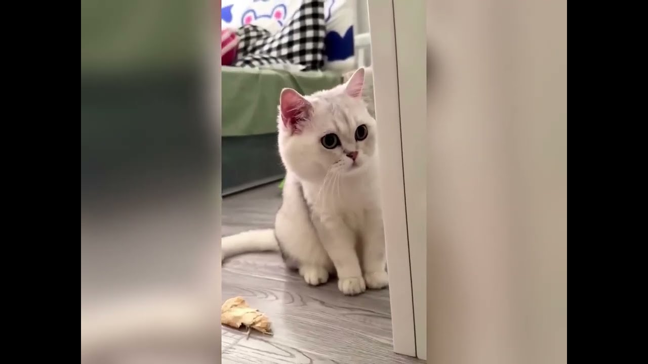 Try Not To Laugh 😹 Cats That Woke Up & Chose Chaos #catvideos #funny #comedy