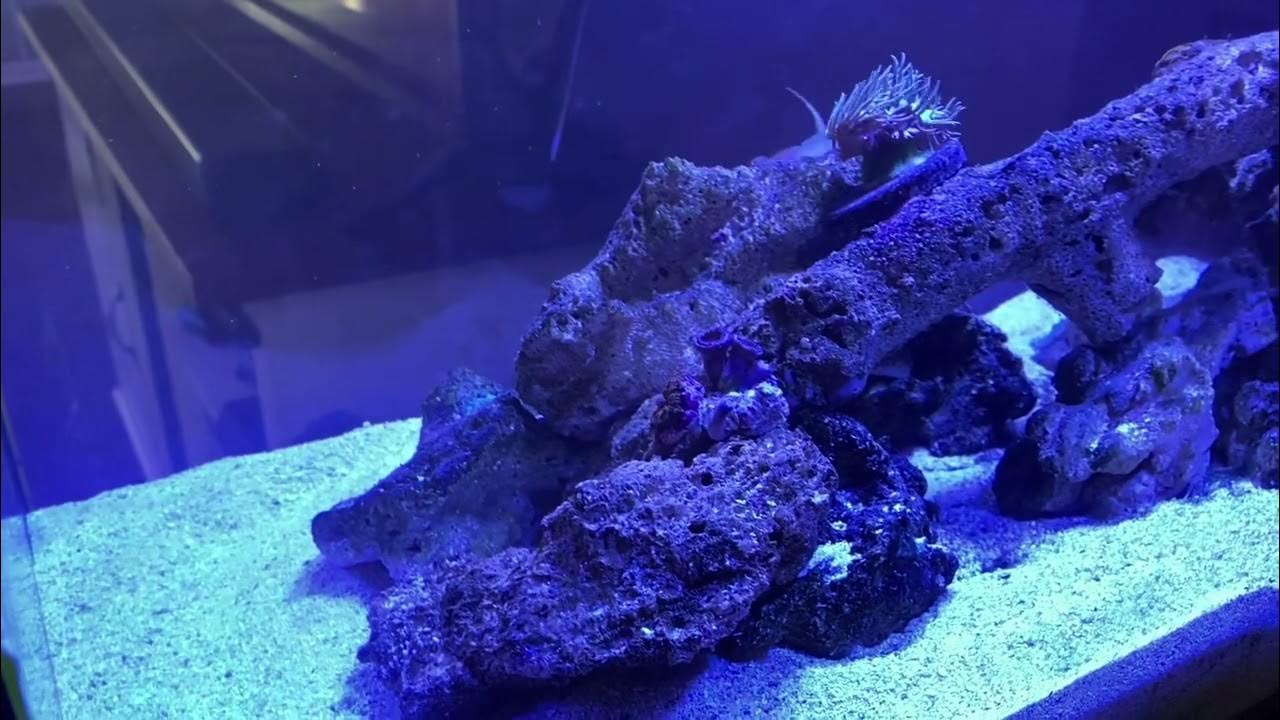 nano reef tank set up for beginners YouTube