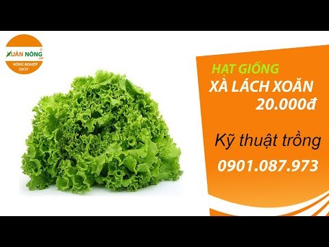 Video: Cây xà lách giòn mùa hè: Tìm hiểu về các giống rau diếp xoăn mùa hè