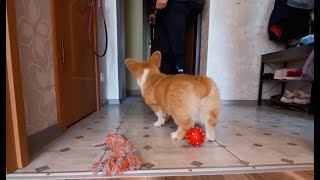 Welsh Corgi puppy meets it`s owner after work | Very cute video
