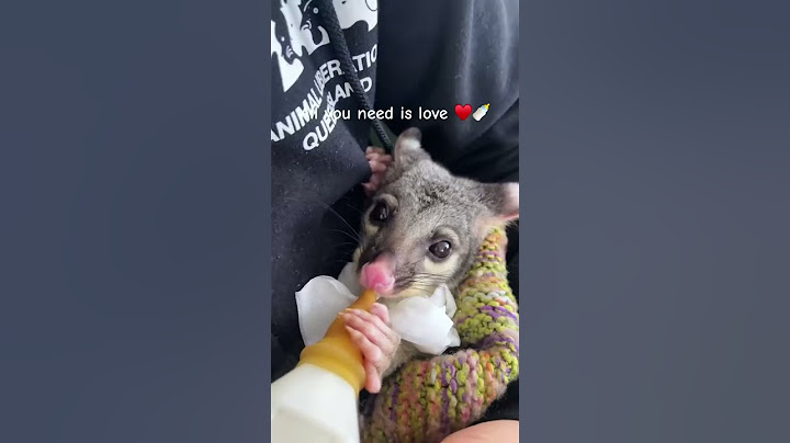 This family rescued the poor possum from two crows, and then