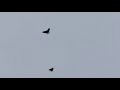 Мелитопольские голуби. 20 минут полёта, 2 атаки сокола -0-1. Какая стойкость?