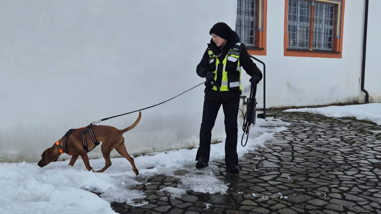 Nicht starten ist Training - Negativ-Scent-Identification 