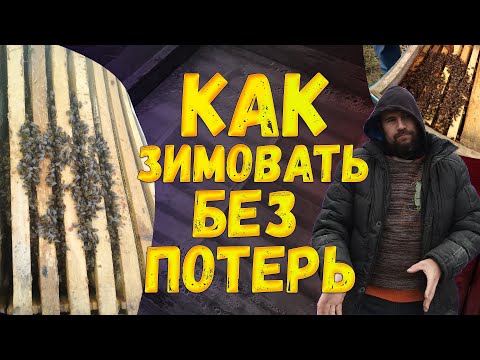 Зимовка пчел на