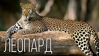 Leopard: Land "shark" | Interesting facts about leopards