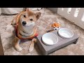 柴犬りんご郎 おしゃれで可愛い食事台がやってきたよ