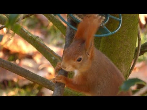 Video: Wie Sich Ein Eichhörnchen Auf Den Winter Vorbereitet