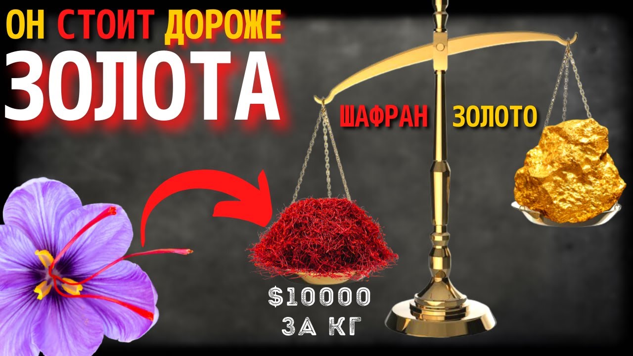 Почему Шафран Стоит Дороже Золота | Шафран – Самая Дорогая Специя в Мире