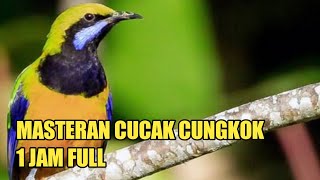 Download Mp3 CUCAK CUNGKOK MASTERAN FULL 1 JAM (Masteran Burung) Gudang lagu Download Mp3 CUCAK CUNGKOK MASTERAN FULL 1 JAM (Masteran Burung)