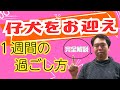 【初めての子犬】仔犬を迎えて1週間までの過ごし方!