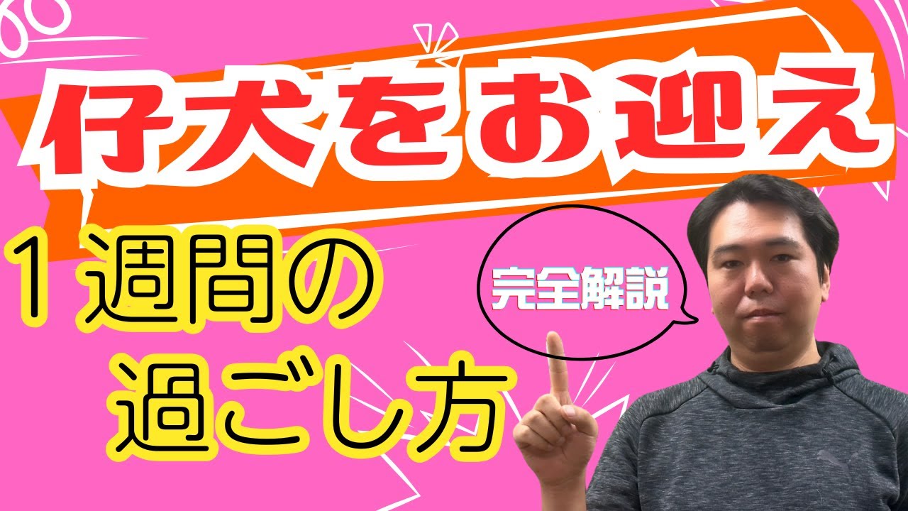 【初めての子犬】仔犬を迎えて1週間までの過ごし方！