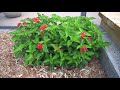 Propagating Lantana From Cuttings