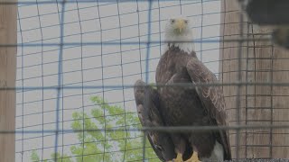 Datos Wisconsin's Bald Eagles Continue Remarkable Comeback, But Bay Beach Says Conservation Still Matters Actualización