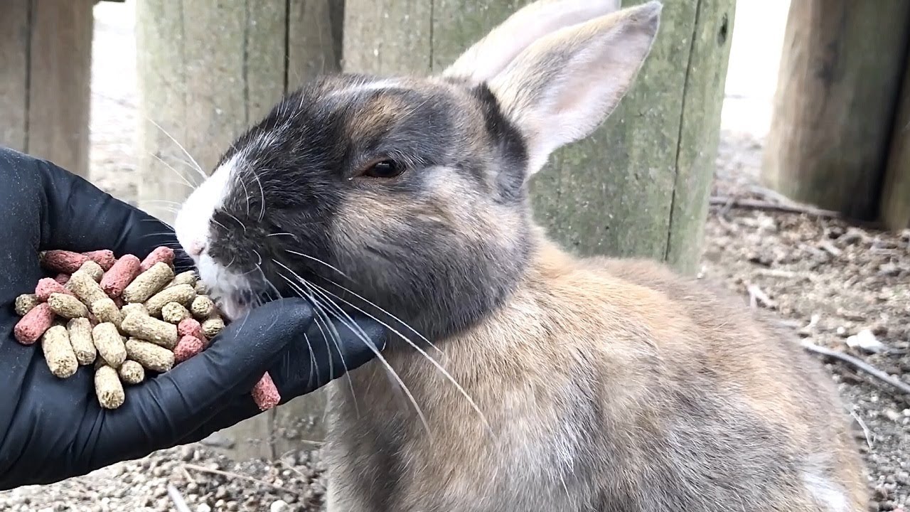 Pampered Rabbit A pampered rabbit who wants pellets - YouTube