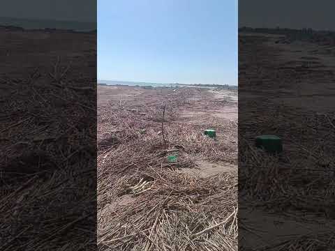 Video Manfredonia, spiagge invase dai rifiuti e cimodocea alla foce del Candelaro