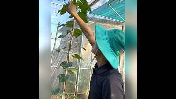 Cắt Cành Cấp 1 : Đối Với Giống Nho MẪU ĐƠN (Nho Sữa Hàn Quốc) .