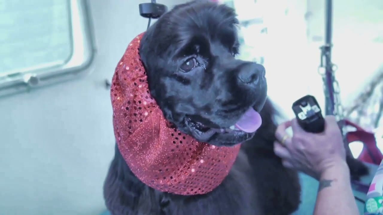 American Cocker: Grooming: Asian Fusion: Tutorial